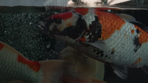 Several Koi Fish with Colorful Patterns Swimming in an Aquarium Tank 库存影片 337402172