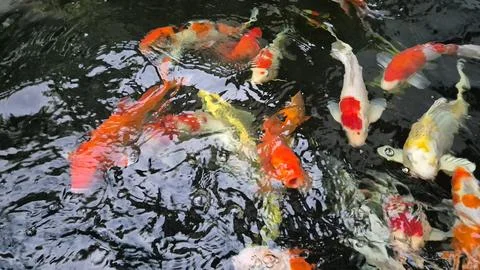 Several koi fish of various types gather together to show that they want to eat 写真素材
