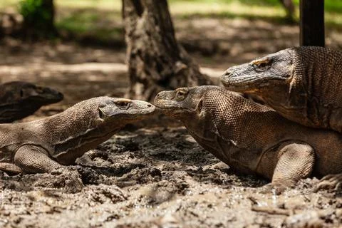 Several Komodo dragons lying in the mud in Komodo island Stock Photos