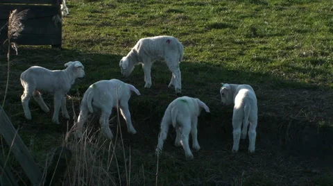 Several Lambs Stock Footage 2381055