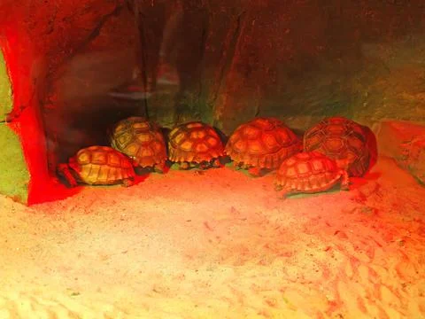 Several land turtles lying under a lamp in the terrarium 스톡 사진