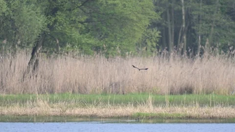 Several lapwings flying together above lake catching insects in slow motion.. Stock Footage 334318070