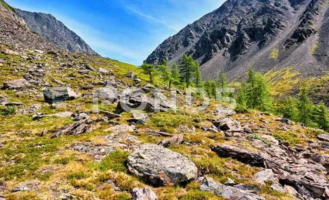 Several larches on slope of mountain tundra Stock Photos