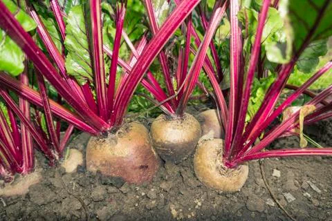 Several large beetroot growing in the bed. October Stock Photos