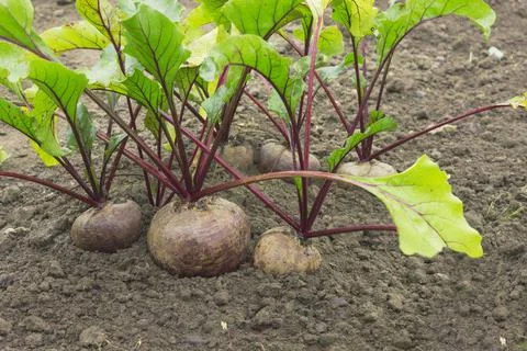 Several large beetroot growing in the bed. Autumn. September Stock-Fotos