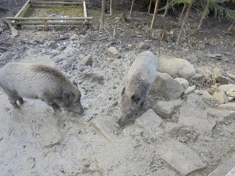 Several large boars rooting in mud between rocks and searching for food. Stock Photos