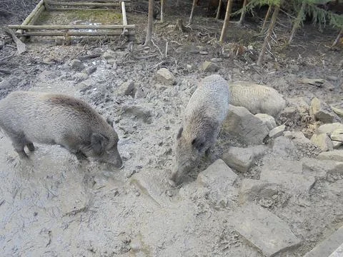 Several large boars rooting in mud between rocks and searching for food. Stock Photos
