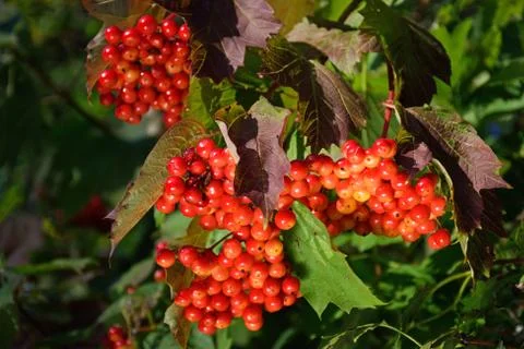 Several large bunches of pink maturing viburnum closeup on a bac Stock Photos