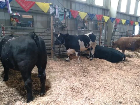 Several large cows inside a barn filled with hay Stock Photos
