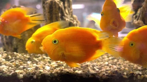 Several large goldfish in the aquarium Stock Footage 310825633
