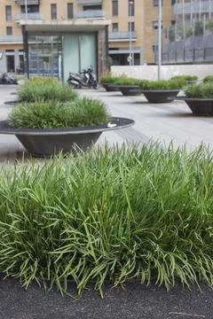Several large pots with grass in the square, near the house; street exterior Stock Photos