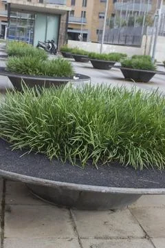 Several large pots with grass in the square, near the house; street exterior Stock Photos