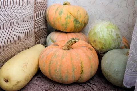 Several large pumpkins are lying on the floor. Storing vegetables Stock Photos
