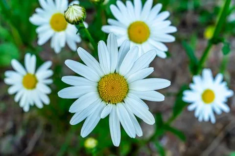 Several large white daisies close-up. Selective focus. Soft focus Stock Photos
