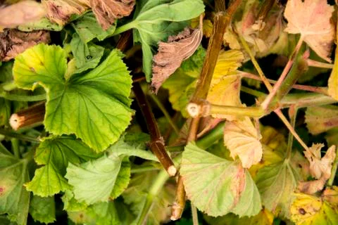 Several leaves Stock Photos