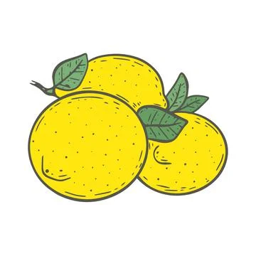 Several lemons with leaves vector illustration Ilustração Stock