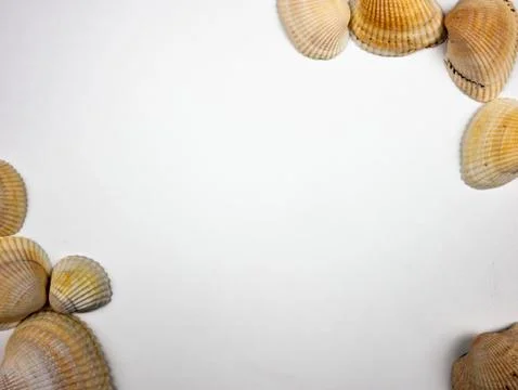 Several light sea shells on a white background. Isolate. Stock Photos