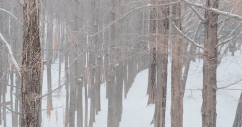 Several lines of trees on a snowy day Stock Footage 232110163