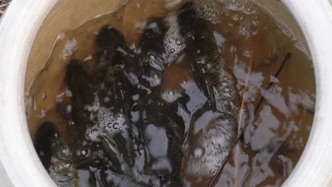 Several live Rohu fish in a white bucket Stock Footage 328528832