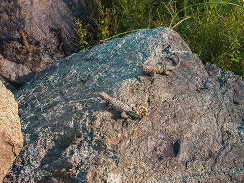 Several lizards basking in the sun on a large rock surface Stock Photos