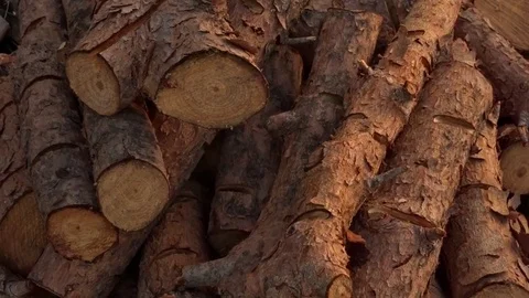 Several logs of firewood Stock Footage 81983420
