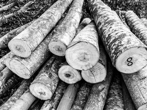 Several logs with varying bark textures Stock Photos