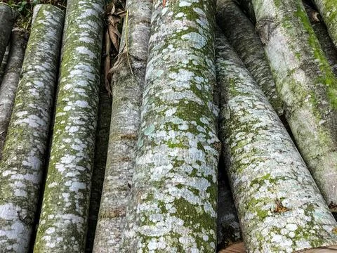 Several logs with varying bark textures Stock Photos