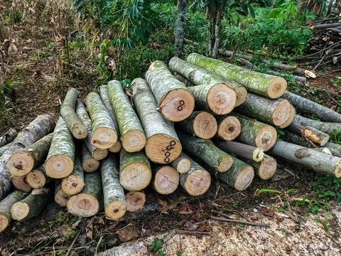 Several logs with varying bark textures Stock Photos
