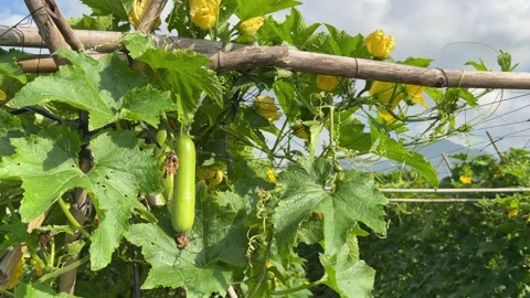 Several luffa fruits develop among climbing stems attached to a bamboo trellis Stockbeeldmateriaal 333578833