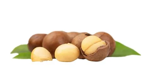 Several macadamia nuts with leaves isolated Stock Photos