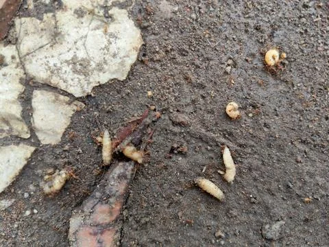 Several maggots surrounded by red ants Stock Photos