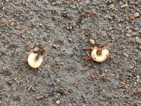 Several maggots surrounded by red ants Foto stock