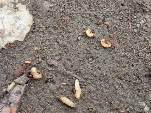Several maggots surrounded by red ants Stock Photos
