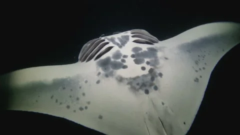 Several manta rays feeding and rolling at night 스톡 동영상 148453042