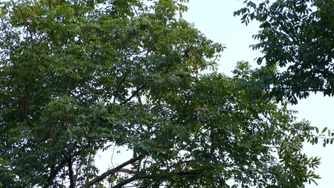 Several Mealy Parrots hidden in the canopy 스톡 동영상 114693299