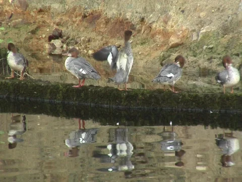 Several mergansers on a log Video stock 547688