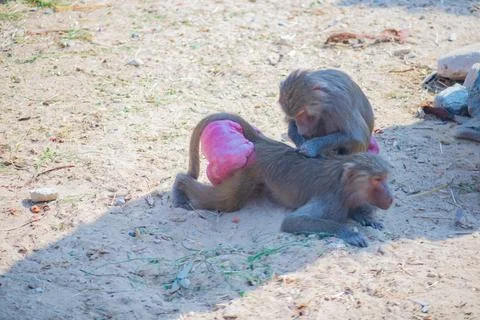 Several monkey hamadryas are having fun in the zoo Stock Photos