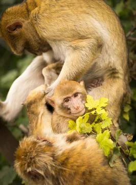 Several Monkeys on Tree During Day Stock Photos