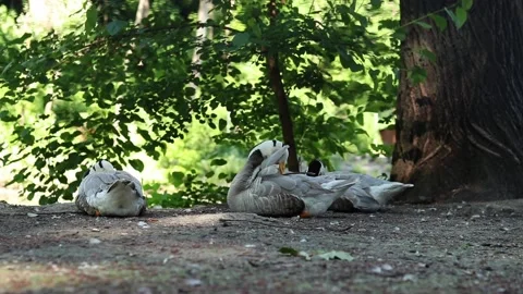 Several mountain geese (Anser indicus) resting on the ground Stock Footage 337362764
