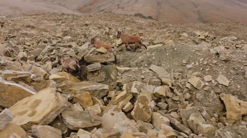 Several mountain goats gracefully navigate a steep, rocky mountainside, their Stock Footage 304530282