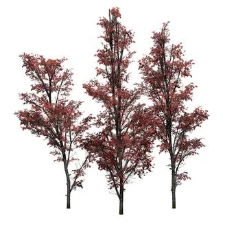 Several Mountain Maple trees in autumn - isolated on white background Illustrazione stock