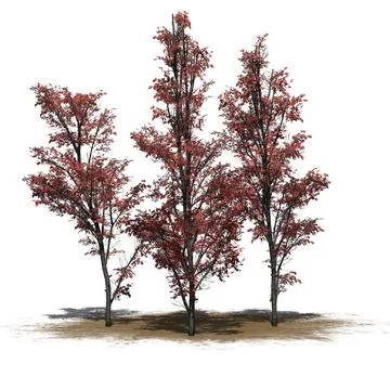 Several Mountain Maple trees in autumn on sand area with shadow on the floor Stock Illustration