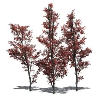 Several Mountain Maple trees in autumn with shadow on the floor Stock Illustration