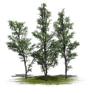 Several Mountain Maple trees on green area with shadow on the floor Illustrazione stock