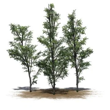 Several Mountain Maple trees on sand area with shadow on the floor Illustrazione stock