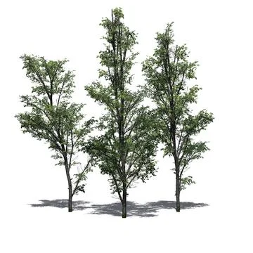 Several Mountain Maple trees with shadow on the floor on white background Illustrazione stock