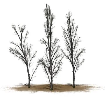 Several Mountain Maple trees in winter on sand area with shadow on the floor Stock Illustration