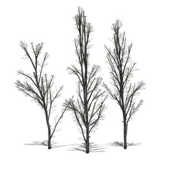 Several Mountain Maple trees in winter with shadow on the floor Stock Illustration