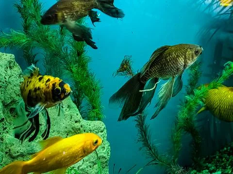 Several multi-colored bright fish swim in the aquarium. Aquarium with small.. Foto stock