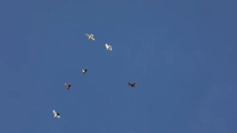 Several multicolored pigeons fly one after other in blue sky a symbol of freedom Stock Footage 141547687